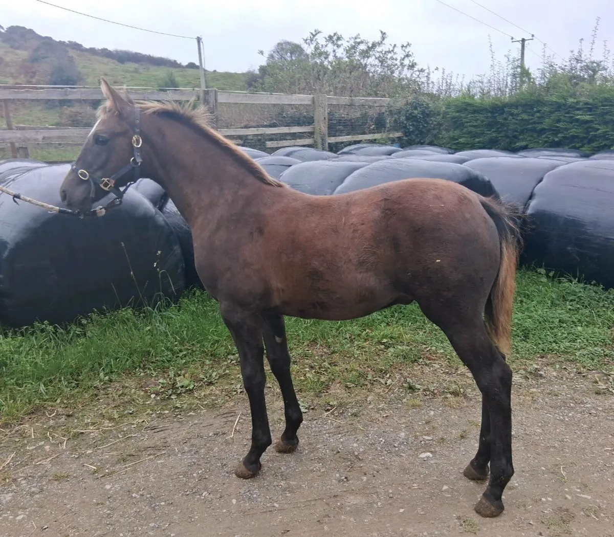 Colt foal by Lansdowne - Image 2