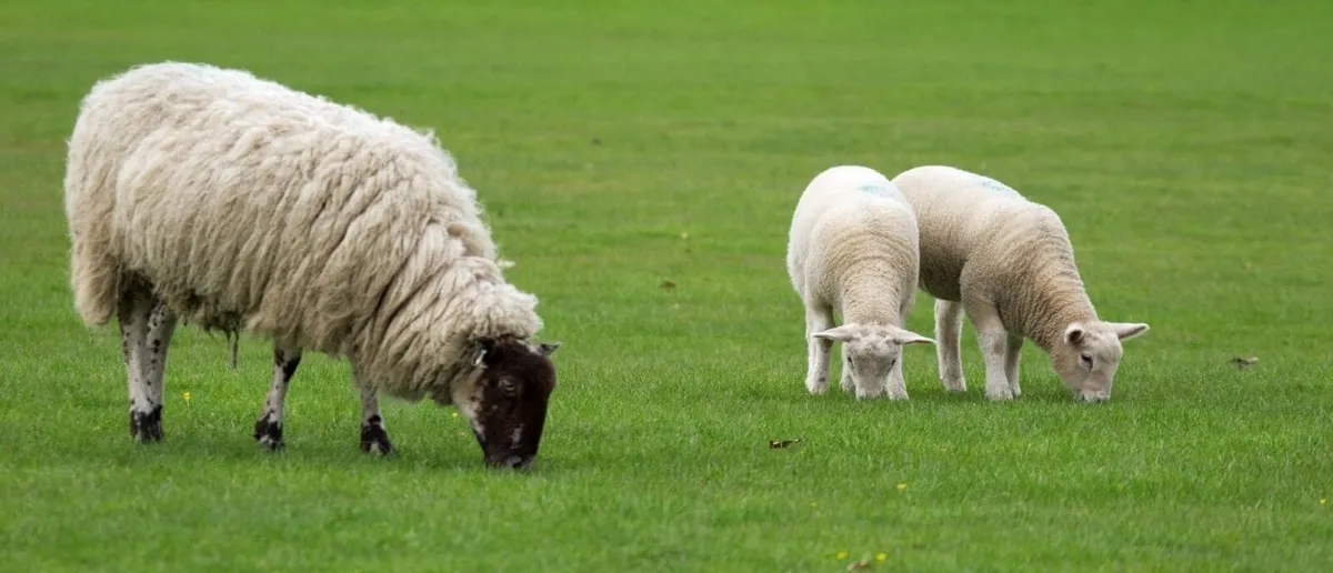 Sheep grazing