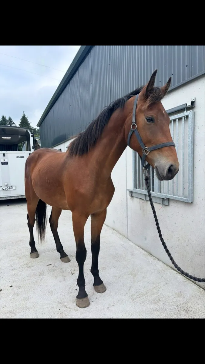 3 Year Old Gelding - Image 1