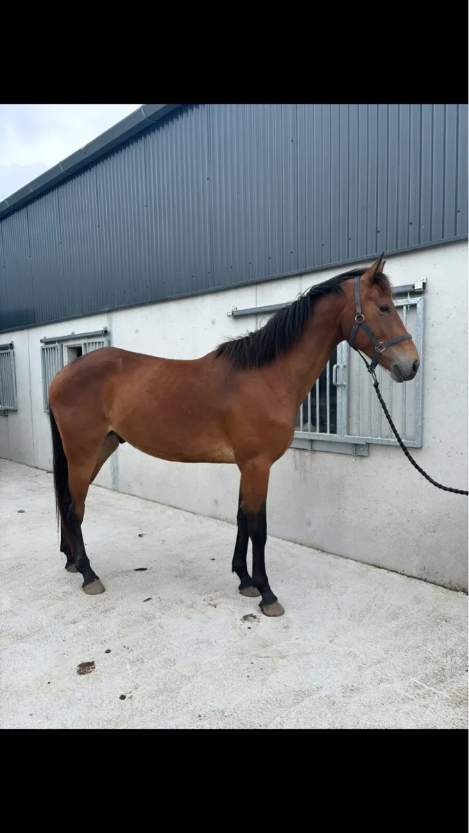 3 Year Old Gelding - Image 2