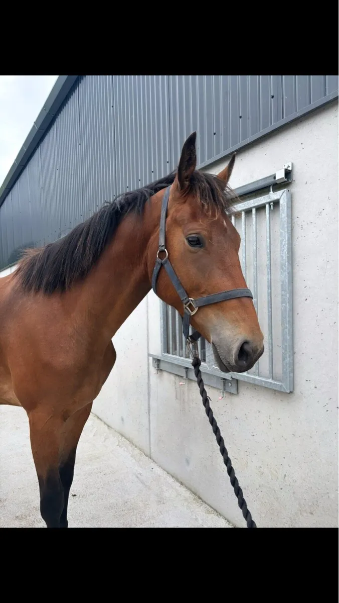 3 Year Old Gelding - Image 3