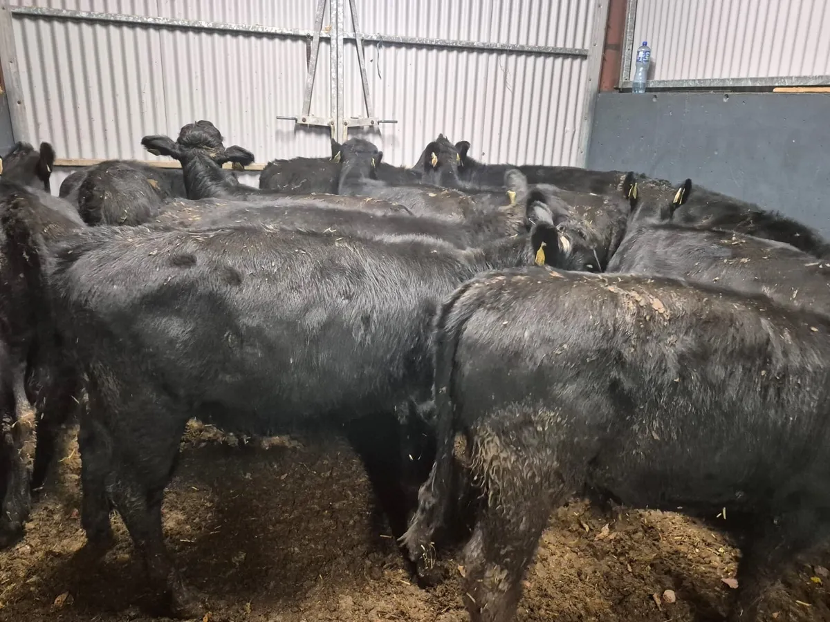 17 Angus Heifer Weanlings - Image 3