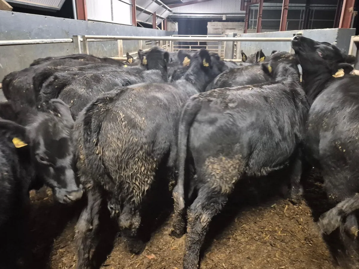 17 Angus Heifer Weanlings - Image 4