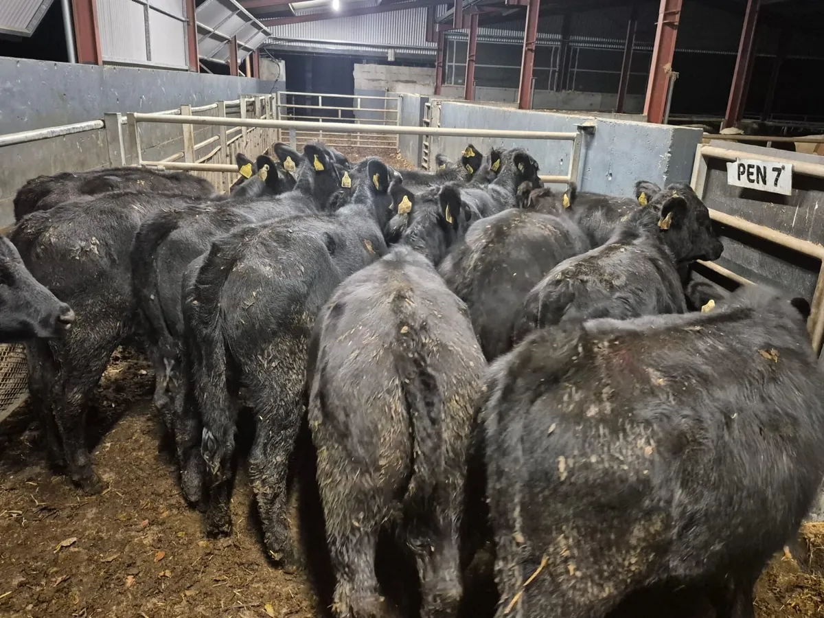 17 Angus Heifer Weanlings - Image 2