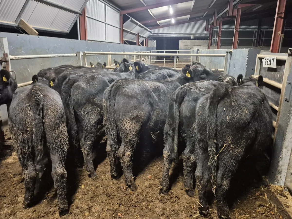 17 Angus Heifer Weanlings - Image 1