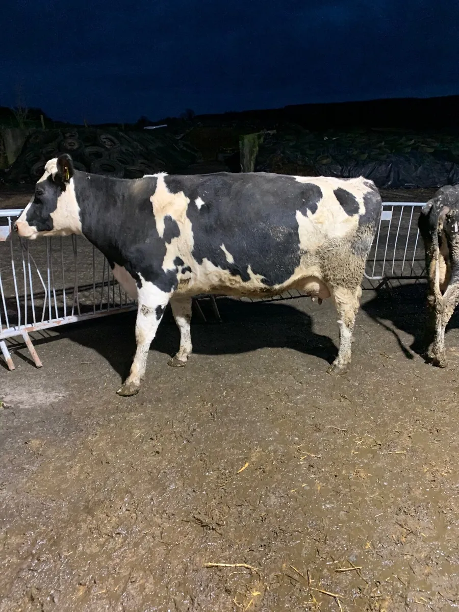 Dairy cows wanted