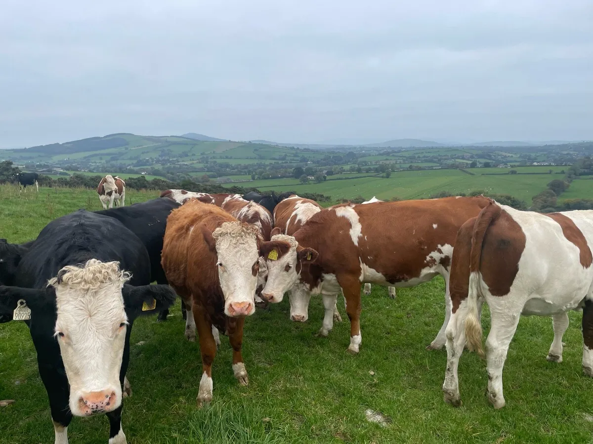 Replacement heifers - Image 1