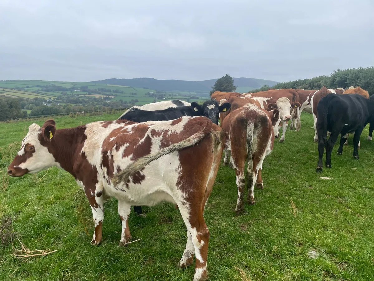 Replacement heifers - Image 2