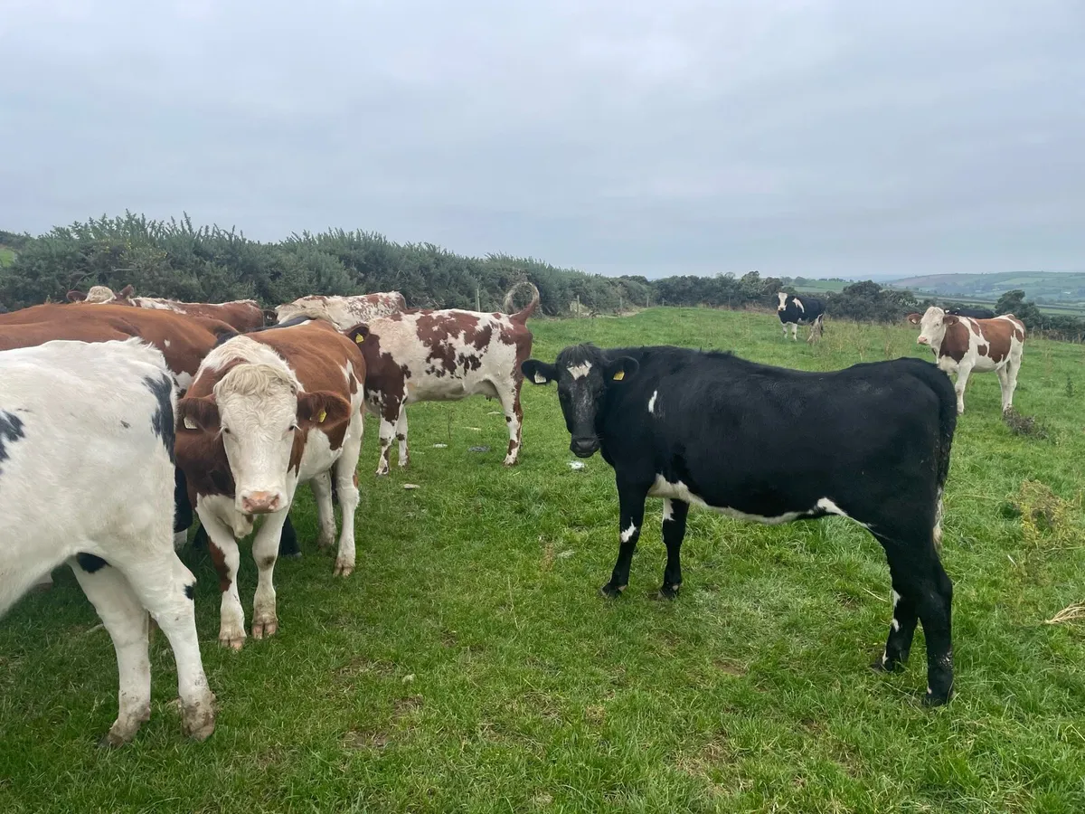 Replacement heifers - Image 3
