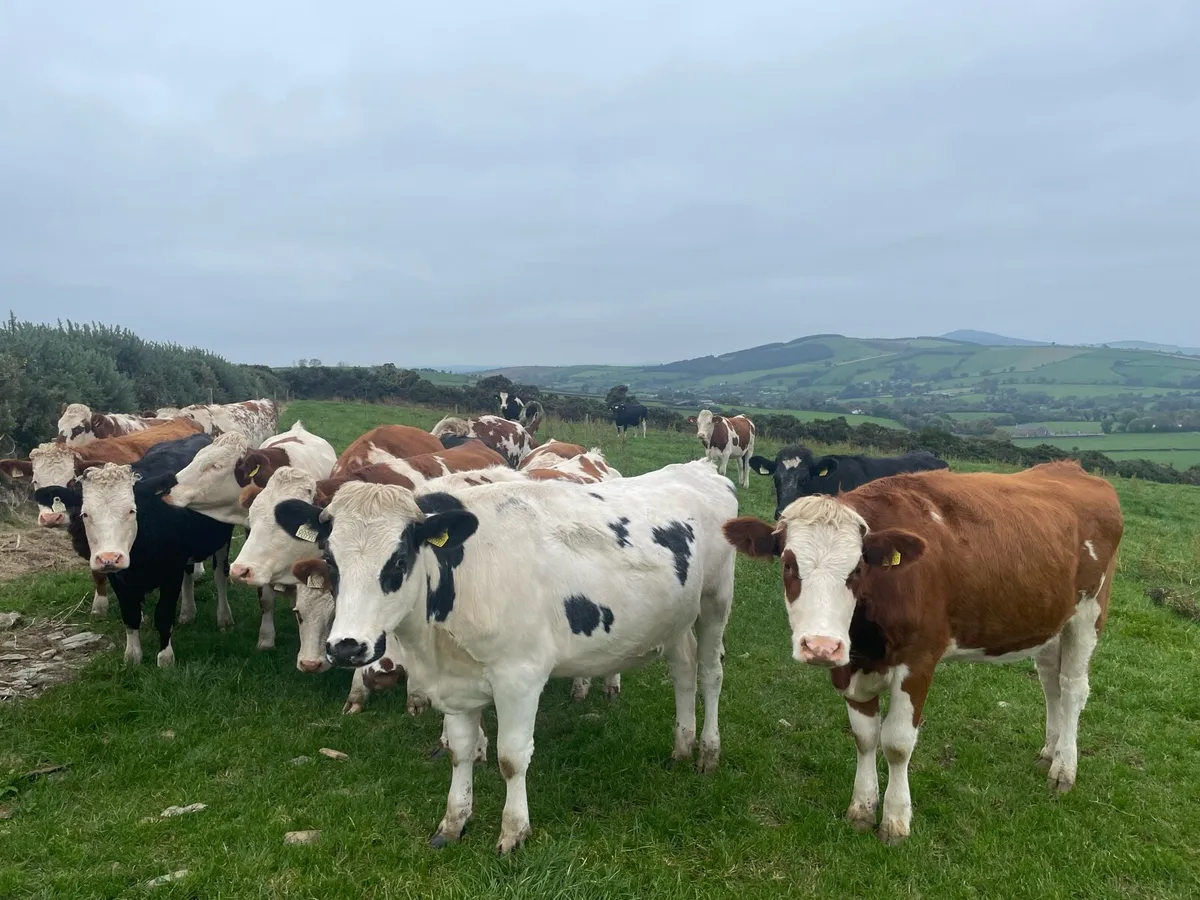 Replacement heifers - Image 4