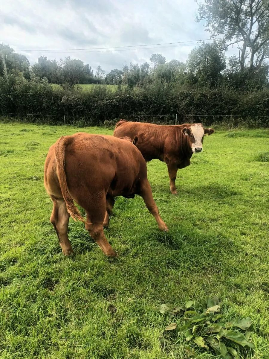 Organic weanling bullocks - Image 1