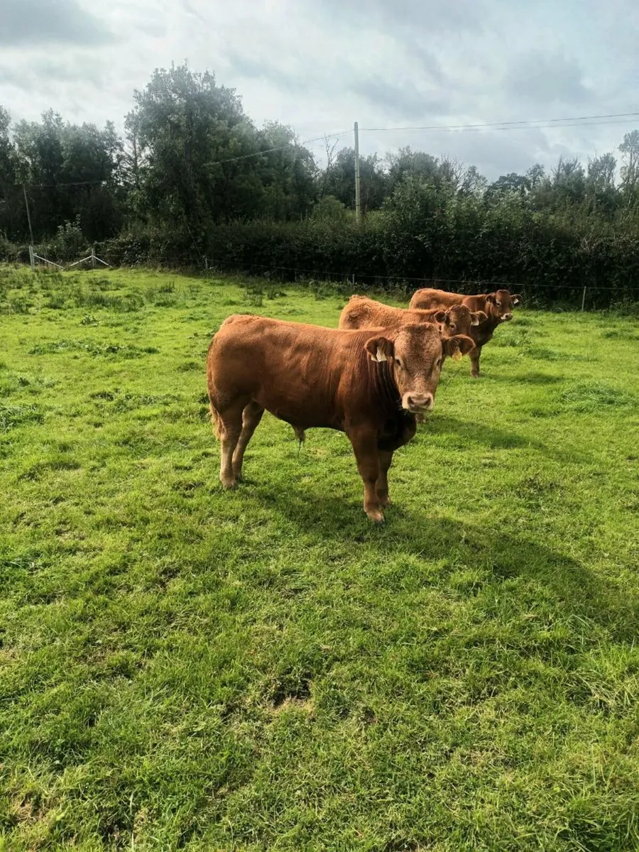 Organic weanling bullocks - Image 2