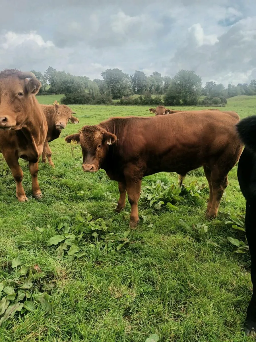 Organic weanling bullocks - Image 3