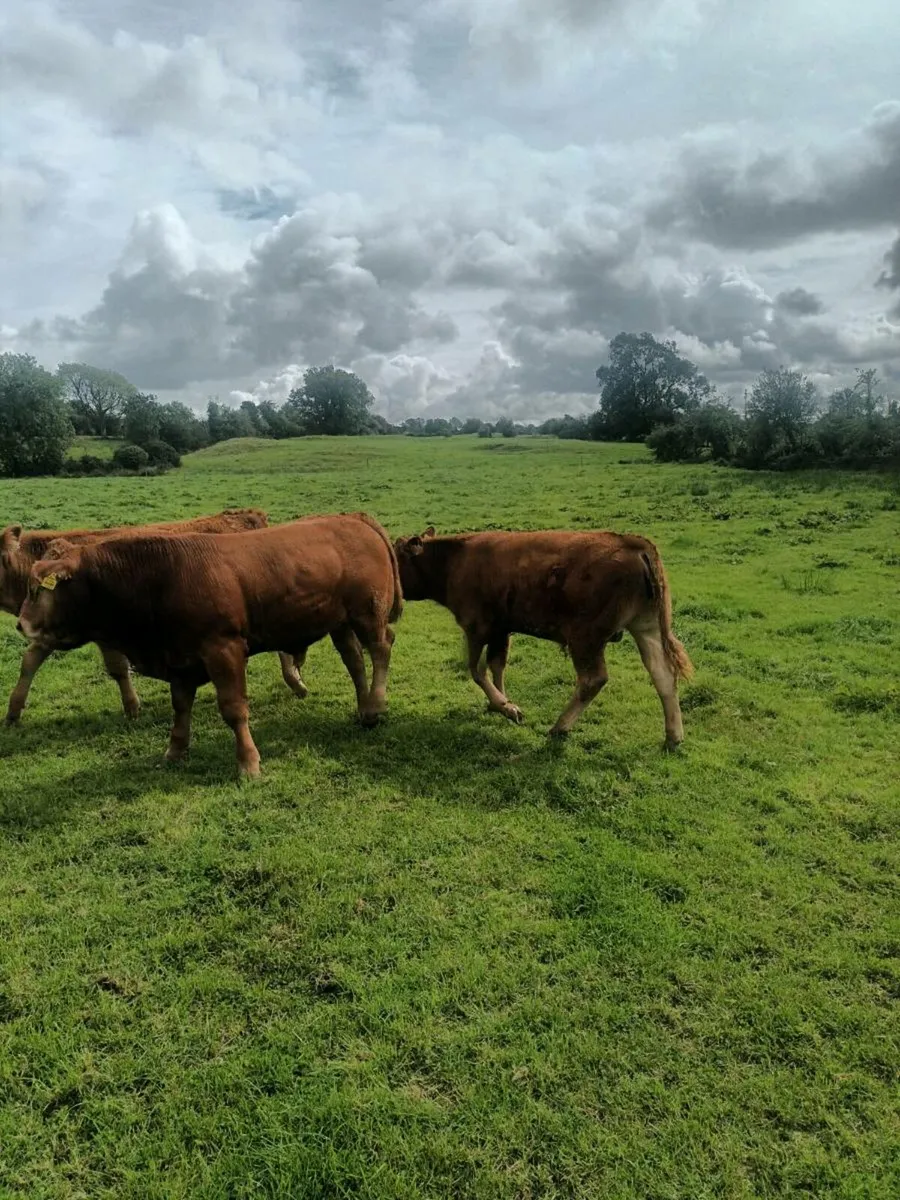 Organic weanling bullocks - Image 4