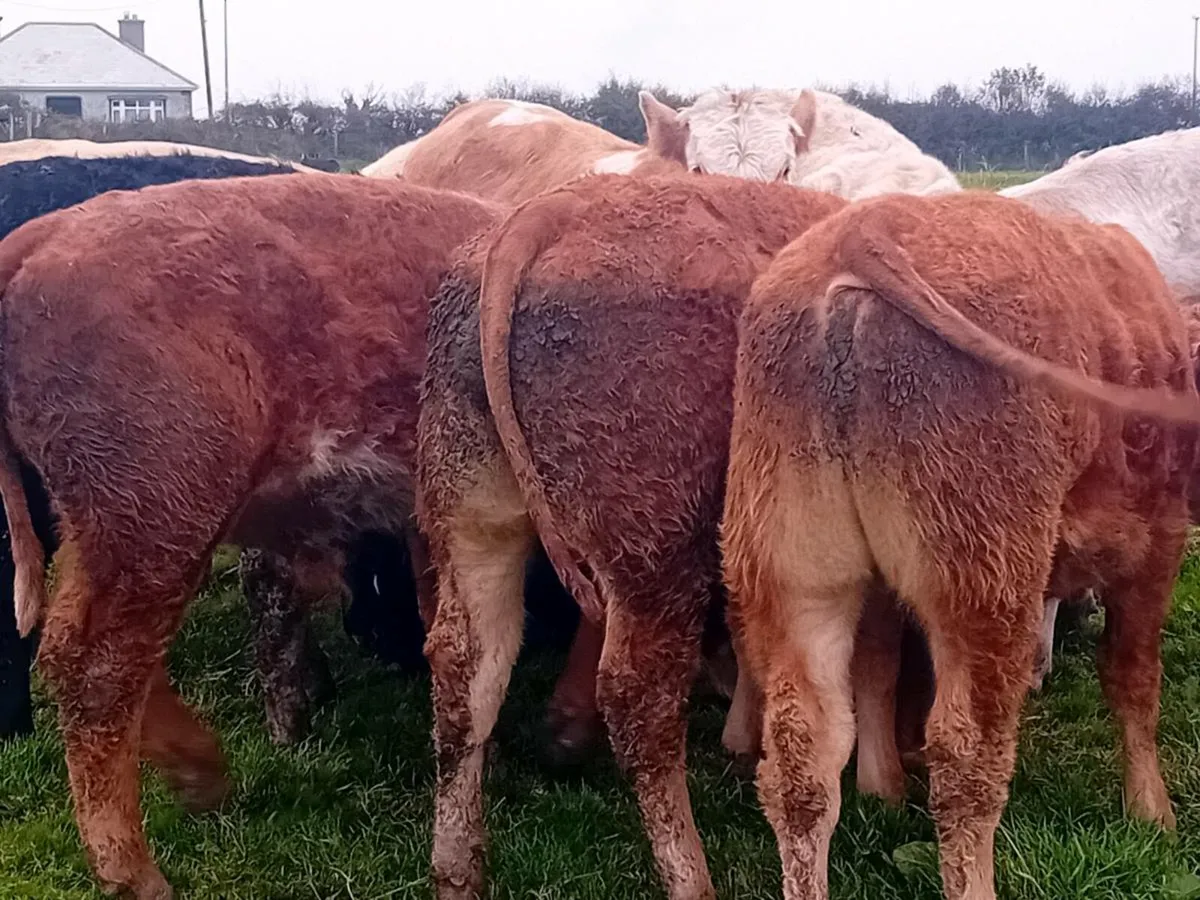 12 Smashing Suckler bred Bullocks - Image 1