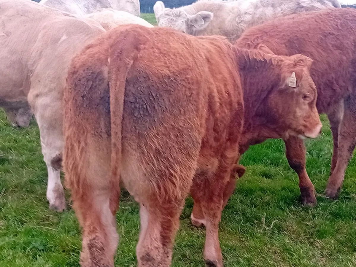 12 Smashing Suckler bred Bullocks - Image 2