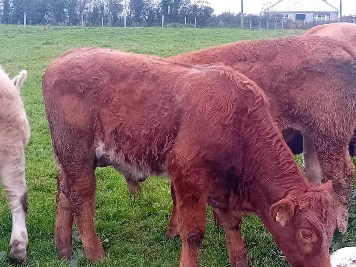 12 Smashing Suckler bred Bullocks - Image 3