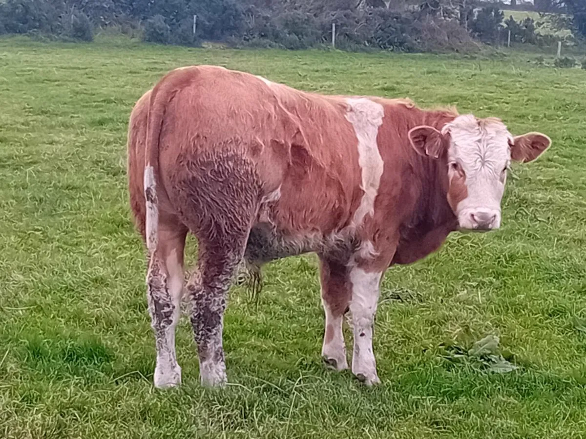 12 Smashing Suckler bred Bullocks - Image 4
