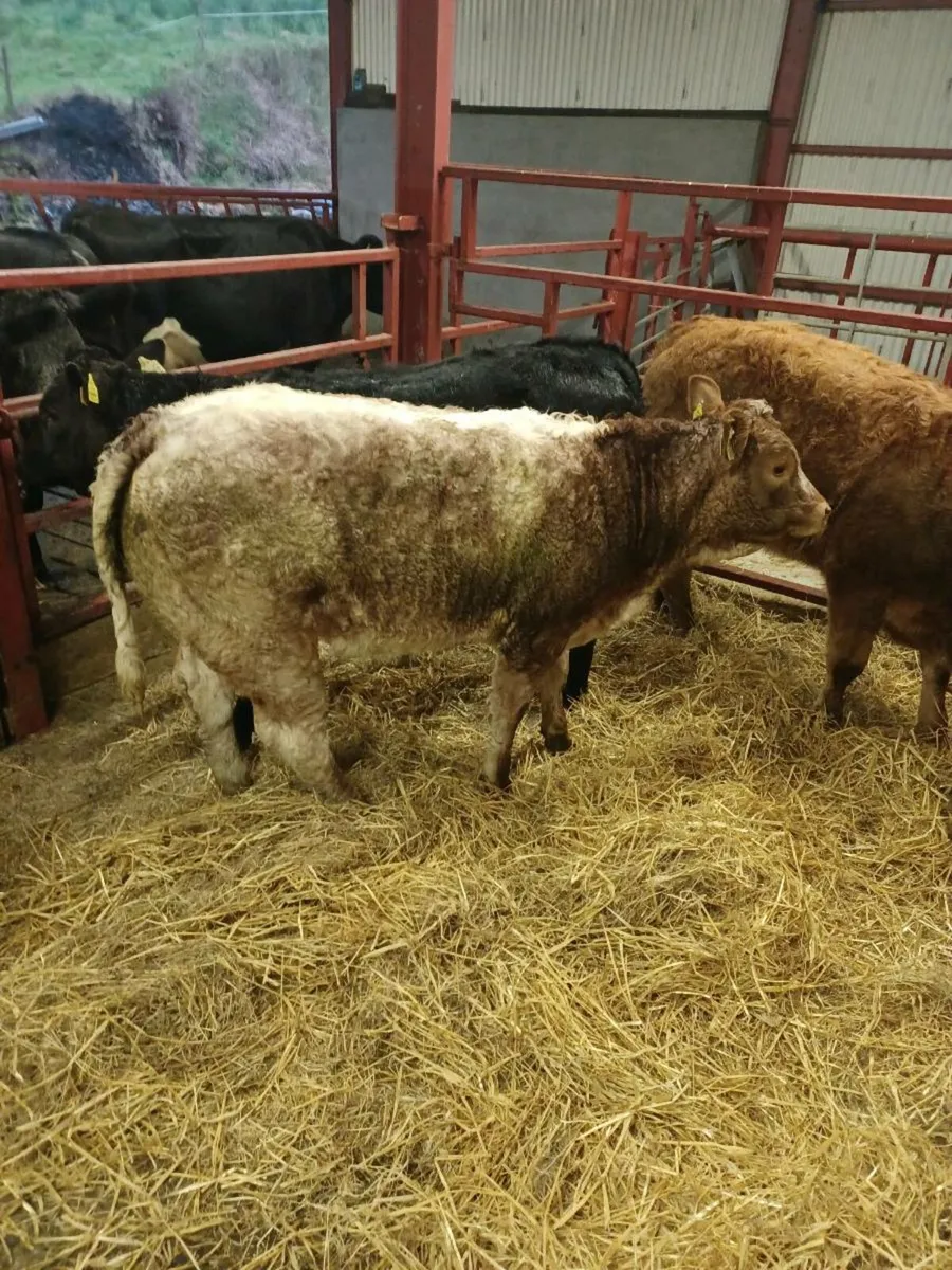 WEANLING Heifers - Image 1