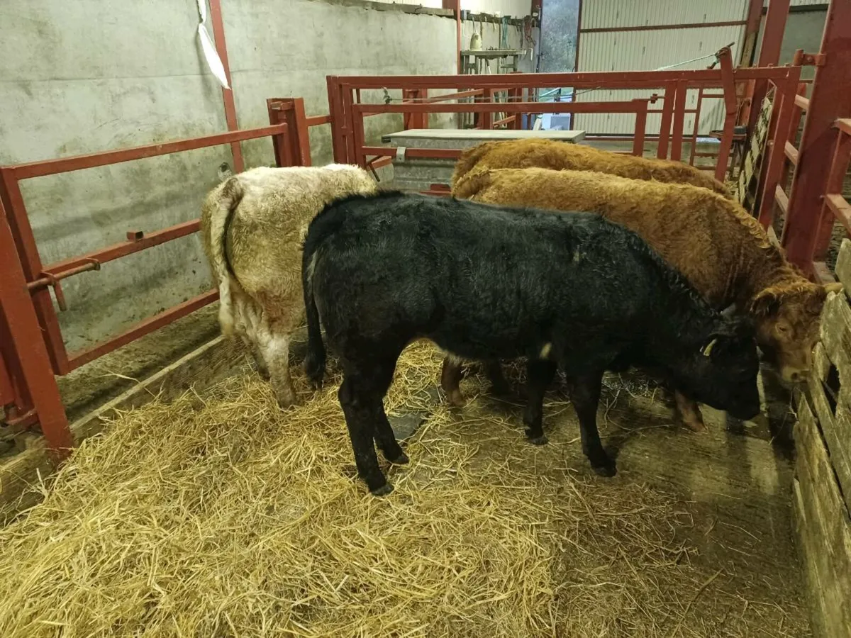 WEANLING Heifers - Image 3