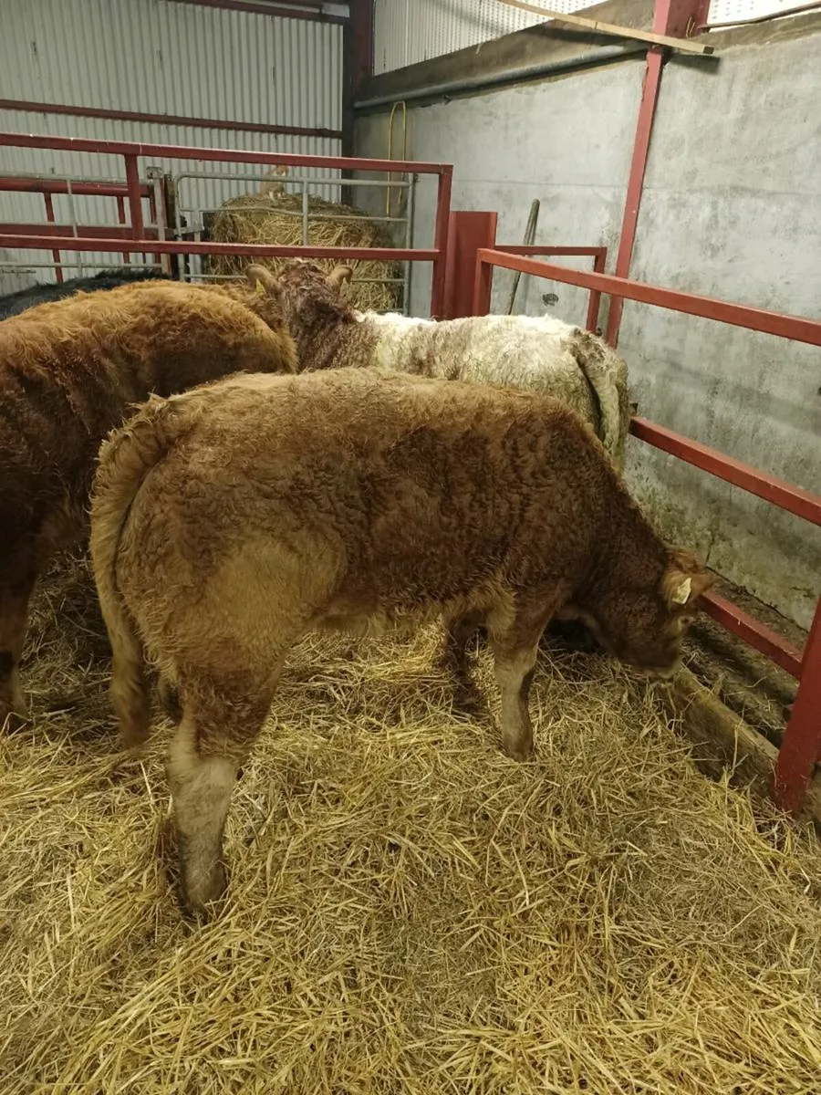 WEANLING Heifers - Image 4