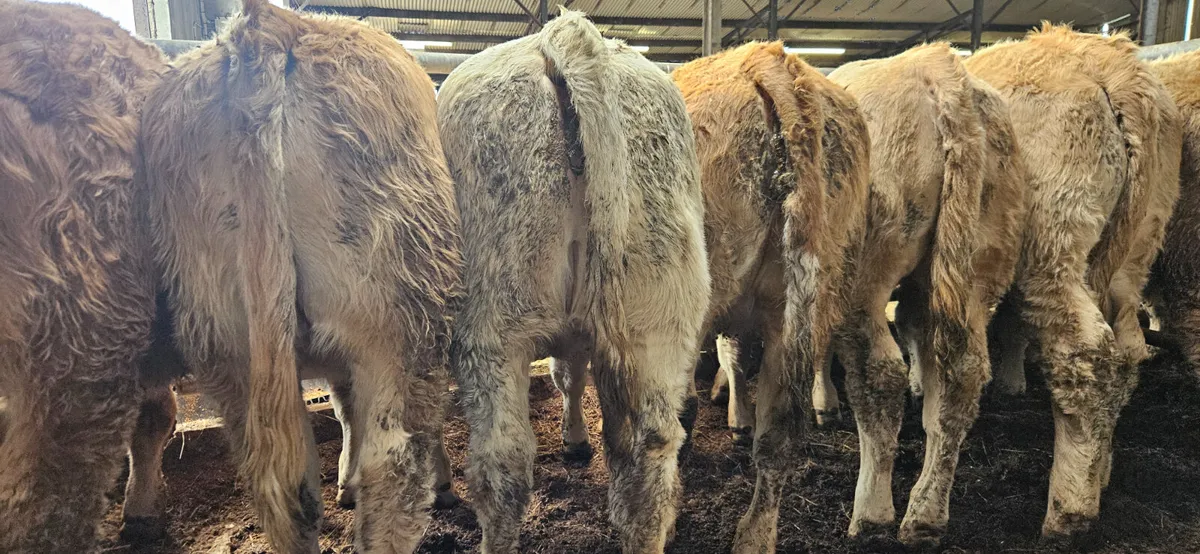 22 Charolais Heifer Weanling. - Image 3