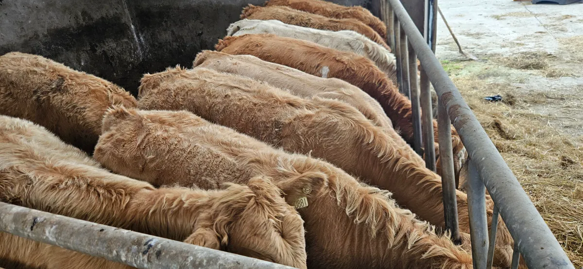 22 Charolais Heifer Weanling. - Image 1