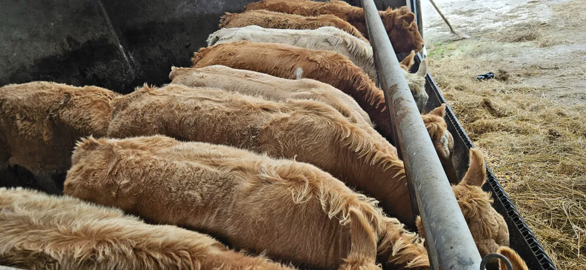 22 Charolais Heifer Weanling. - Image 2