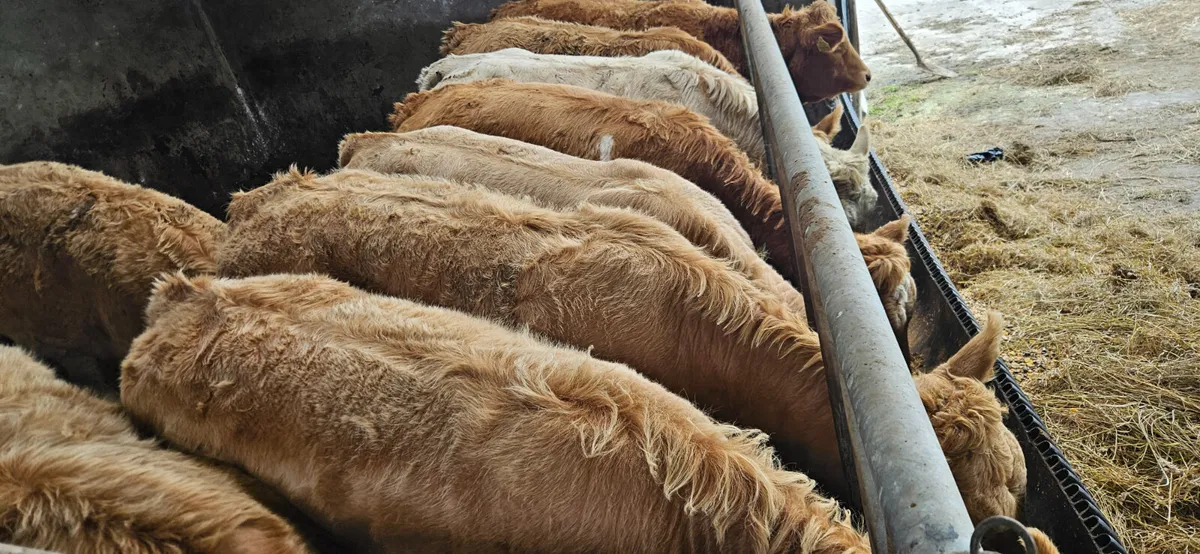 22 Charolais Heifer Weanling. - Image 4