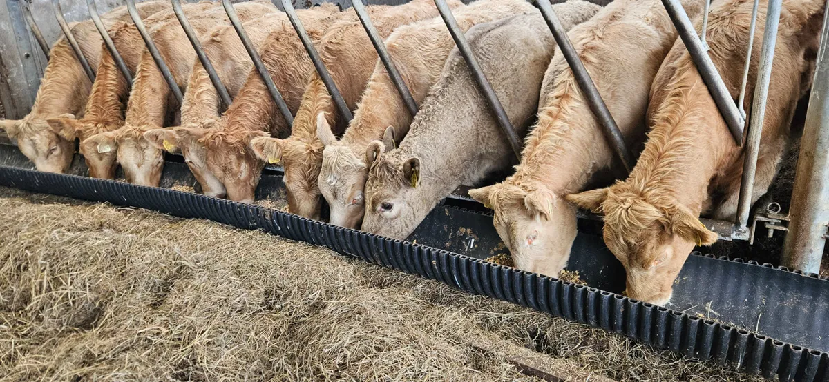 22 Charolais Heifer Weanlings 300/330kgs. - Image 1