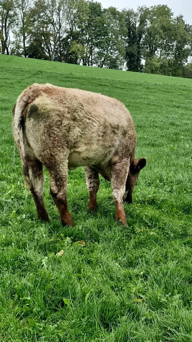 Heifer for sale Ballybay Mart Friday 17th lot no.4 - Image 1
