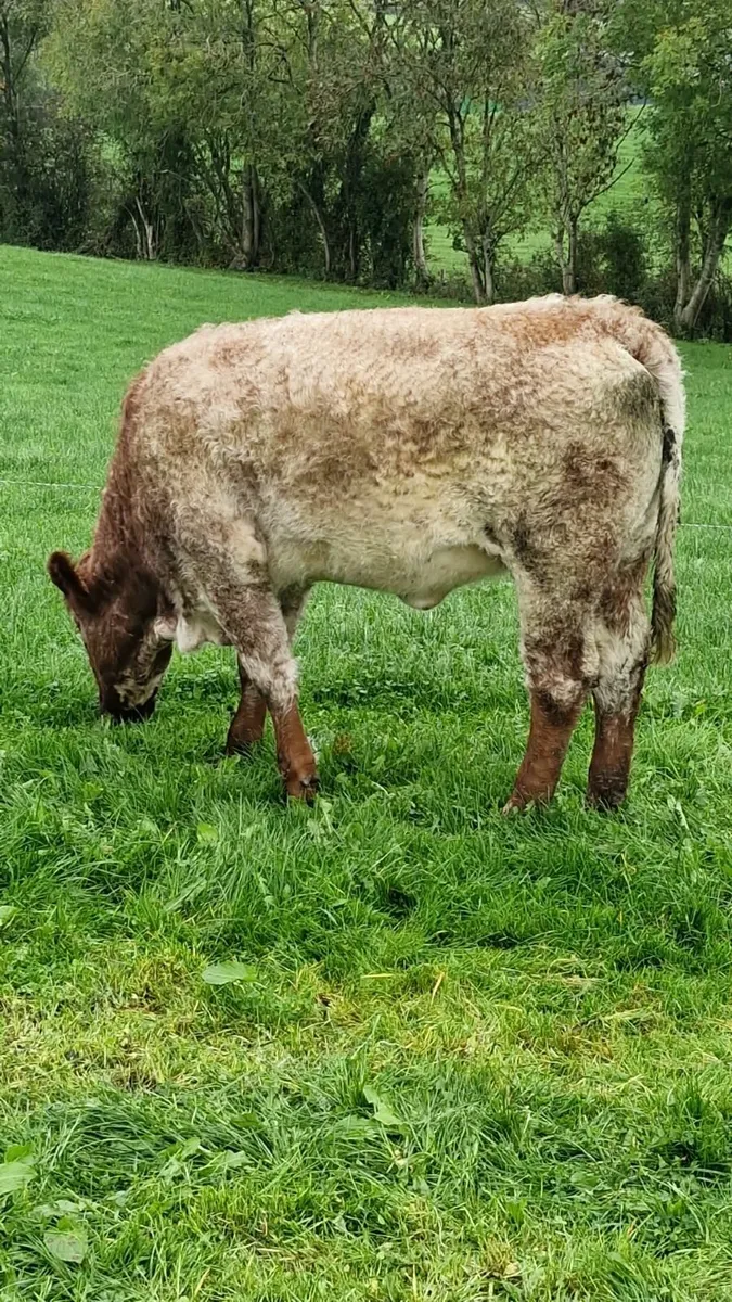 Heifer for sale Ballybay Mart Friday 17th lot no.4 - Image 3