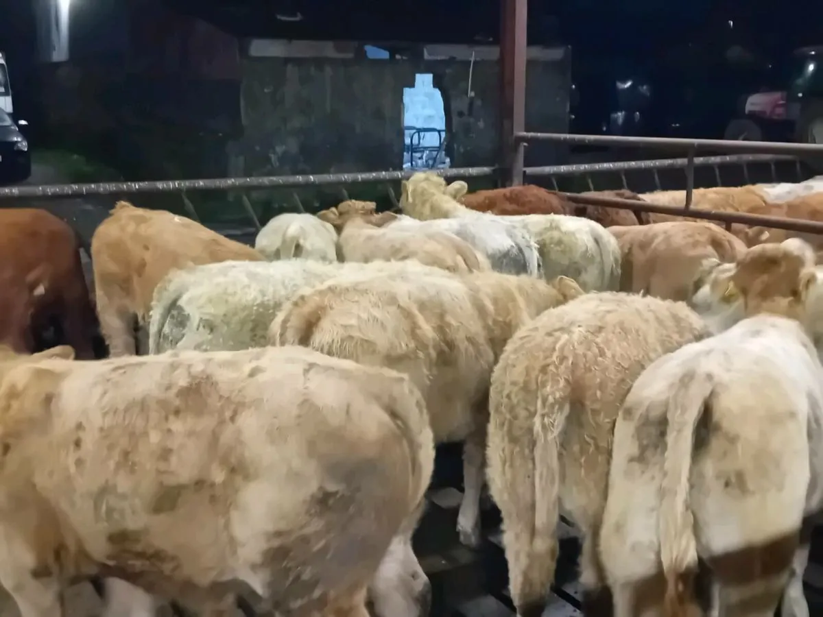 💥50 Bull Weanlings Fresh in💥 - Image 1