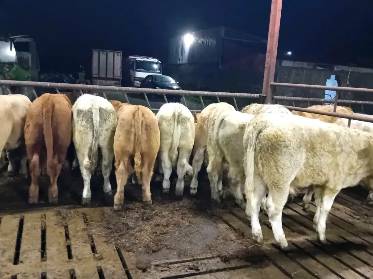 💥50 Bull Weanlings Fresh in💥 - Image 2