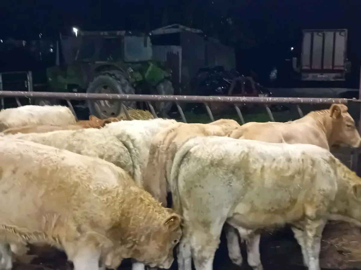 💥50 Bull Weanlings Fresh in💥 - Image 3