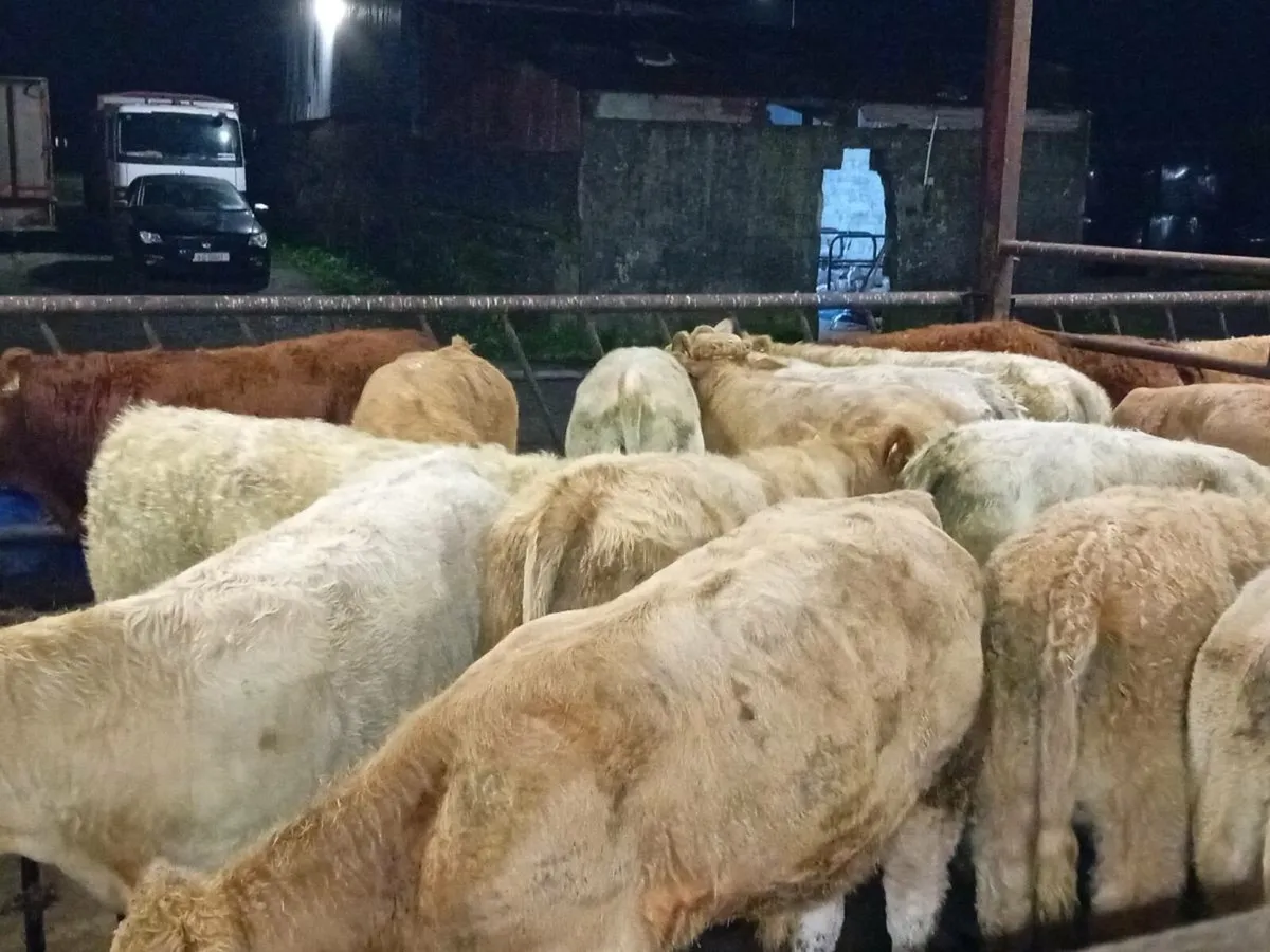 💥50 Bull Weanlings Fresh in💥 - Image 4