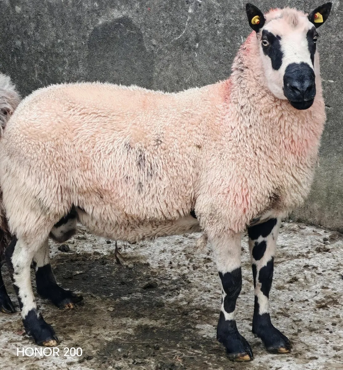 Ram - Image 1