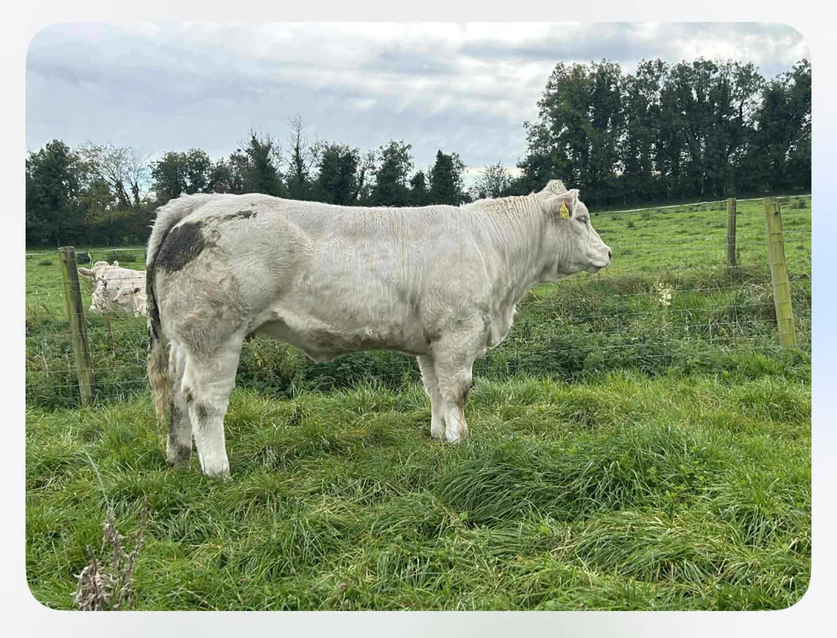 Charolais - Image 1
