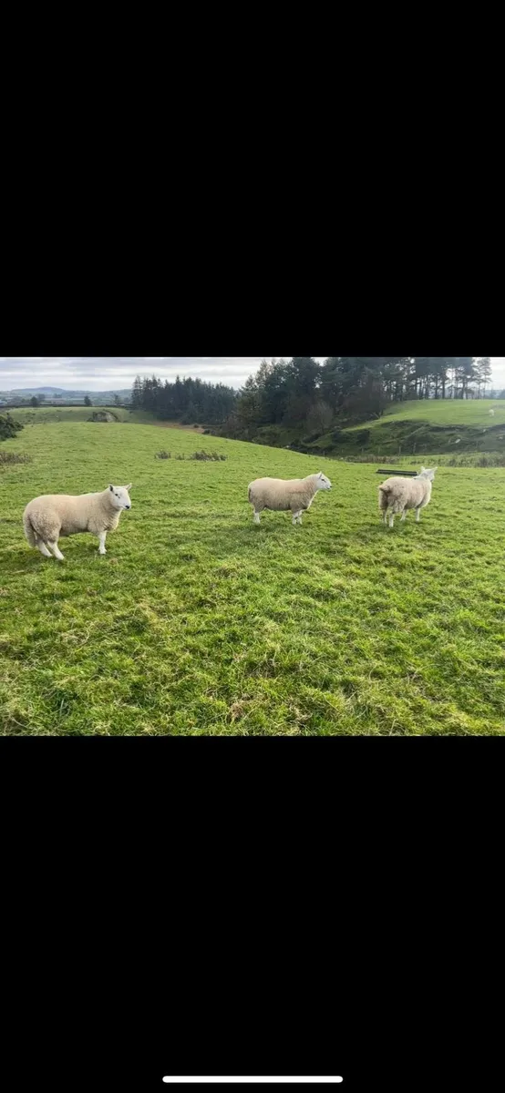 Sheep - Image 1