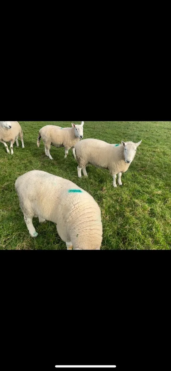 Sheep - Image 2