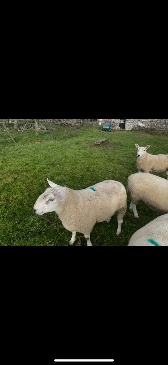 Sheep - Image 3