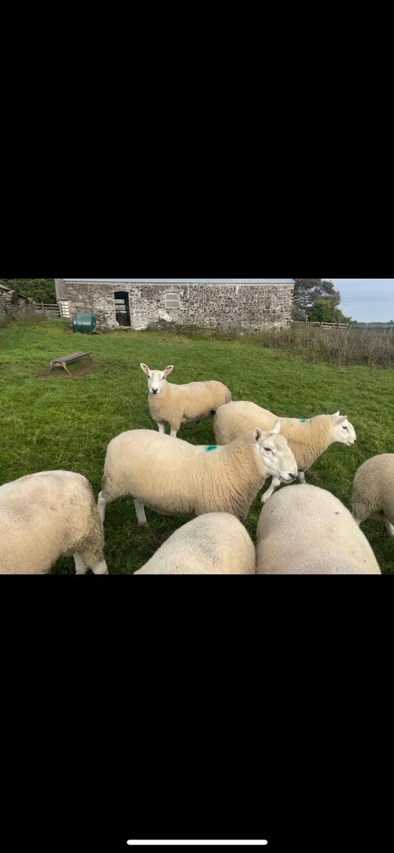 Sheep - Image 4