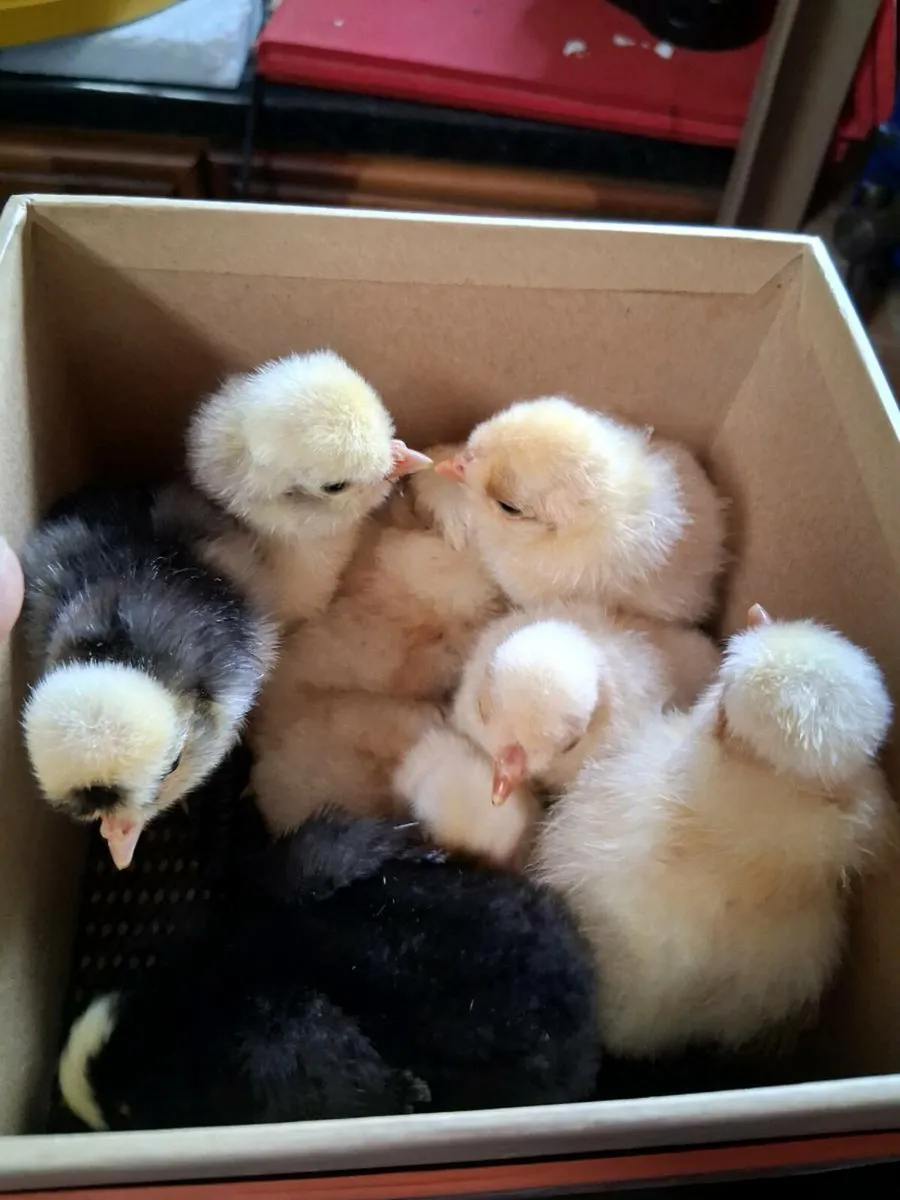 Silkie + Polish egg, day olds - Image 2