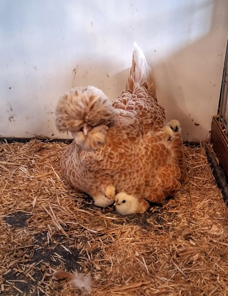 Silkie + Polish egg, day olds - Image 1