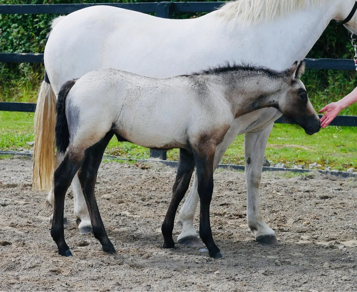 Connemara foal by Derrada Owen - Image 2