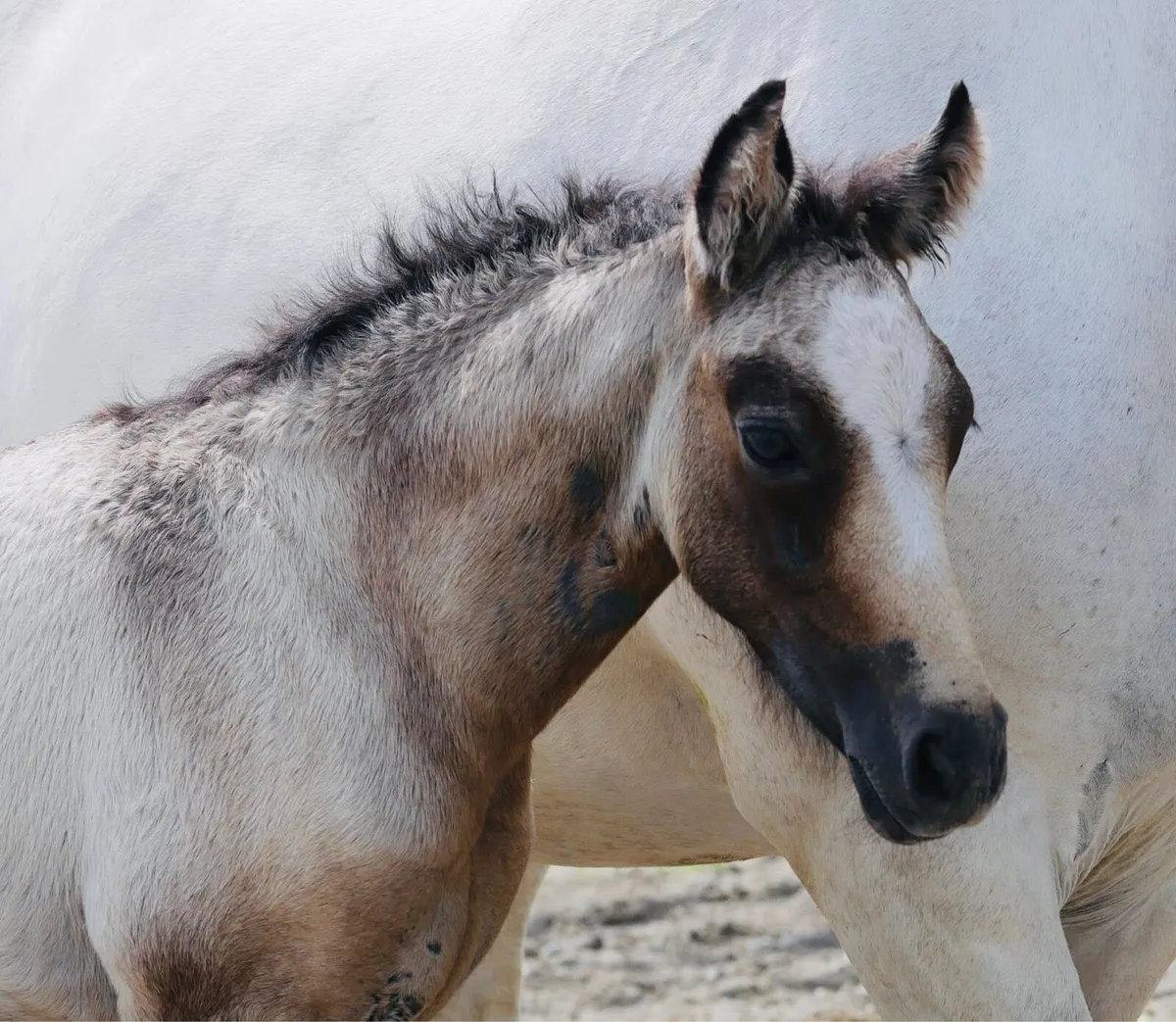 Connemara foal by Derrada Owen - Image 3