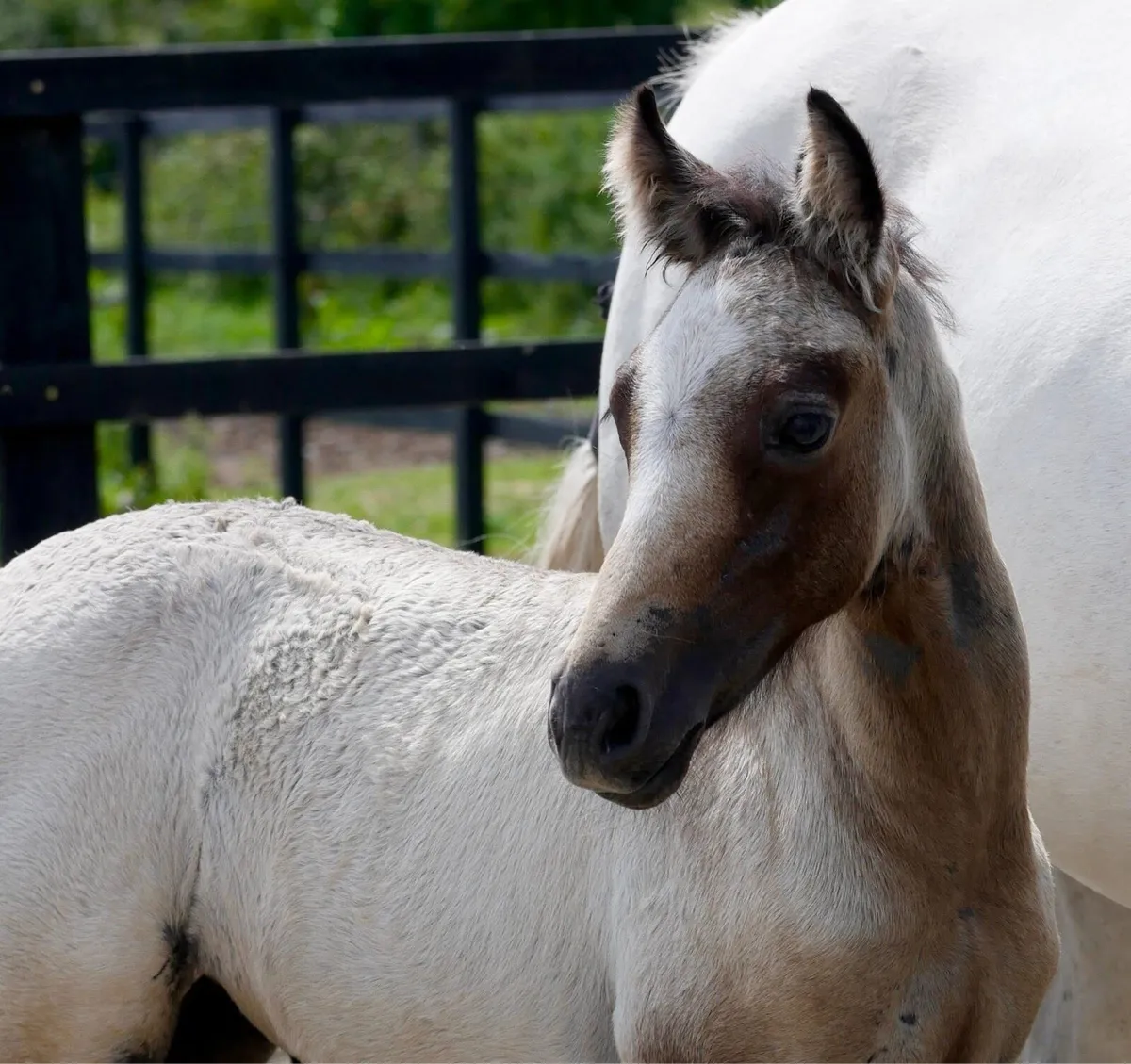Connemara foal by Derrada Owen - Image 4