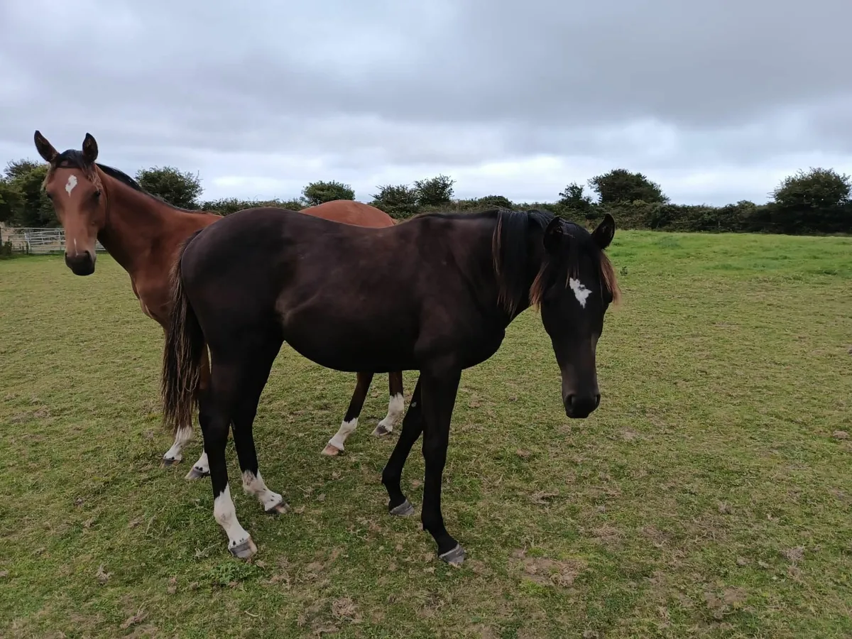 Wings of eagle filly - Image 1