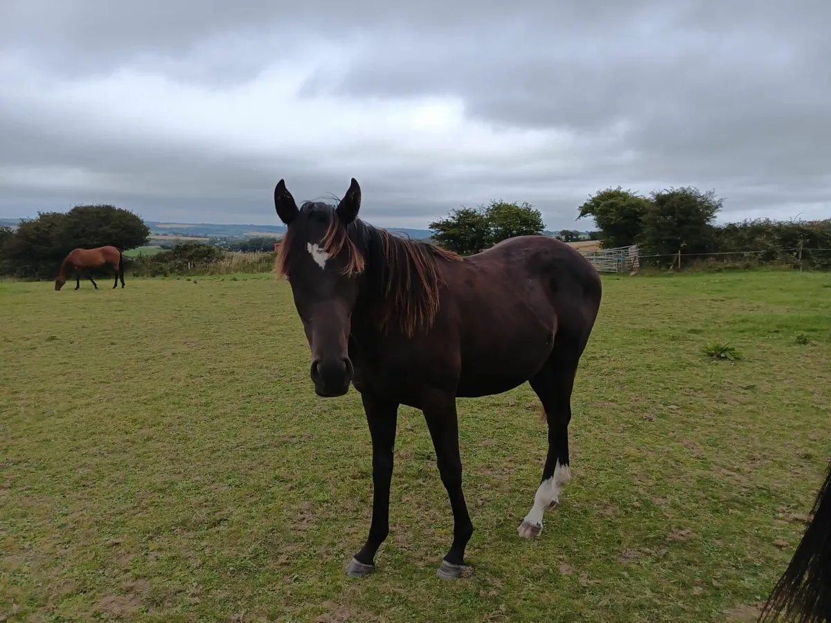 Wings of eagle filly - Image 2