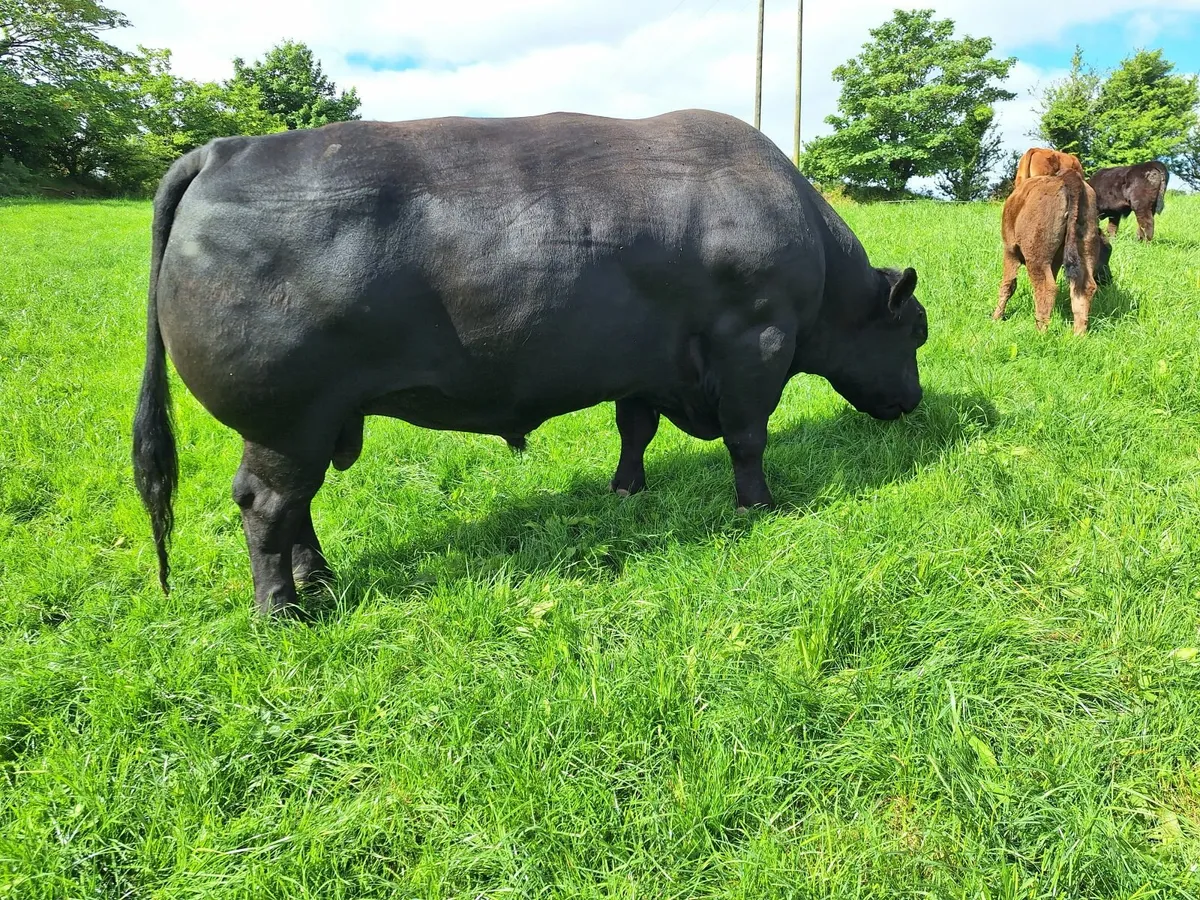 Pedigree Aberdeen Angus Bulls - Image 2